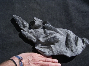 Panzerfische Rhinopteraspis dunensis