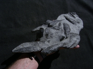 Panzerfische Rhinopteraspis dunensis