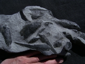 Panzerfische Rhinopteraspis dunensis