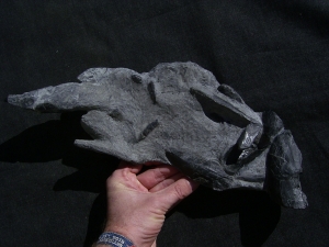 Panzerfische Rhinopteraspis dunensis