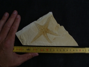 Seestern, Riedaster reicheli