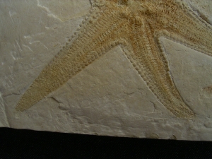 Seestern, Riedaster reicheli