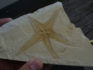 Seestern, Riedaster reicheli