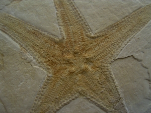 Seestern, Riedaster reicheli