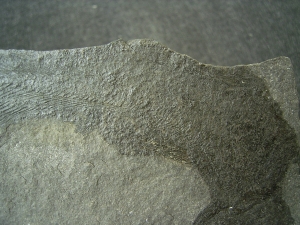 Quastenflosser Coelacanthus granulatus
