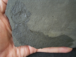 Quastenflosser Coelacanthus granulatus
