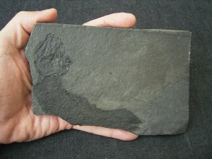 Quastenflosser Coelacanthus granulatus