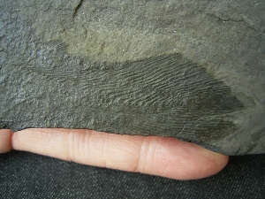 Quastenflosser Coelacanthus granulatus
