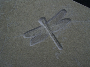Libelle aus Solnhofen