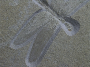 Libelle aus Solnhofen