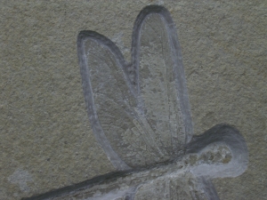 Libelle aus Solnhofen