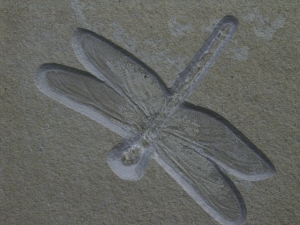 Libelle aus Solnhofen