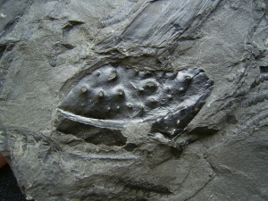 Arthropleura Koerpersegment