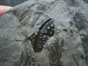 Arthropleura Koerpersegment