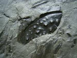 Arthropleura Koerpersegment