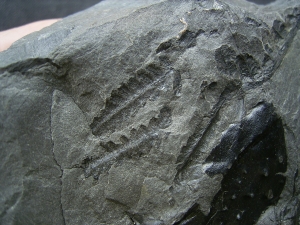 Arthropleura Koerpersegment