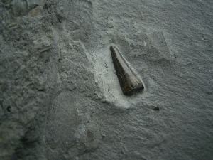 Ichhthyosaurus Zahn Holzmaden