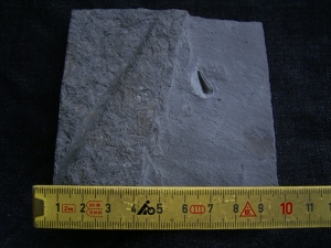 Ichhthyosaurus Zahn Holzmaden