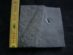 Ichhthyosaurus Zahn Holzmaden
