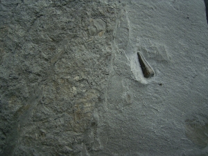 Ichhthyosaurus Zahn Holzmaden