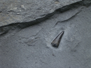 Ichhthyosaurus Zahn Holzmaden