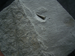 Ichhthyosaurus Zahn Holzmaden