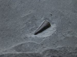 Ichhthyosaurus Zahn Holzmaden