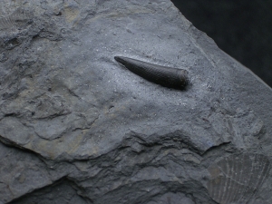 Steneosaurus Zahn Holzmaden
