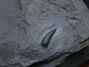Steneosaurus Zahn Holzmaden