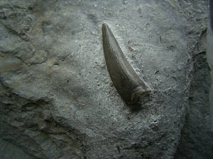 Steneosaurus Zahn Holzmaden