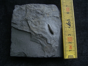 Steneosaurus Zahn Holzmaden