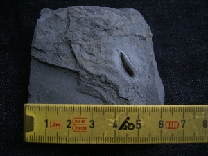 Steneosaurus Zahn Holzmaden