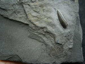 Steneosaurus Zahn Holzmaden