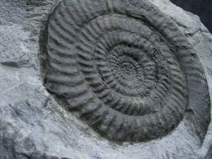 Epophyoceras longicella