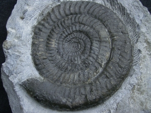 Epophyoceras longicella