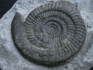 Epophyoceras longicella