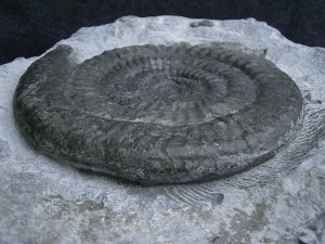 Epophyoceras longicella