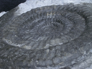 Epophyoceras longicella
