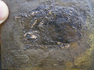 Fledermaus Grube Messel