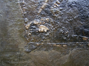Fledermaus Grube Messel