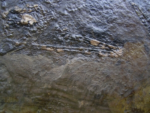 Fledermaus Grube Messel