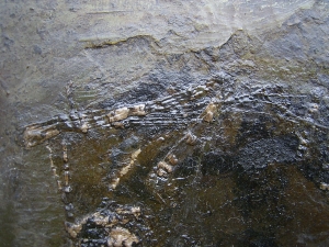 Fledermaus Grube Messel