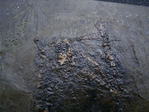 Fledermaus Grube Messel