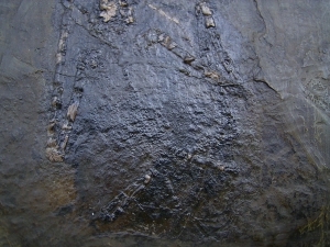 Fledermaus Grube Messel