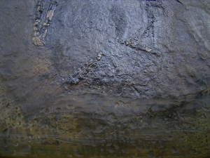 Fledermaus Grube Messel