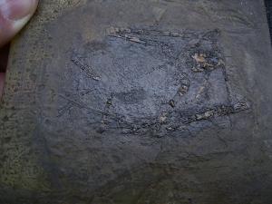 Fledermaus Grube Messel