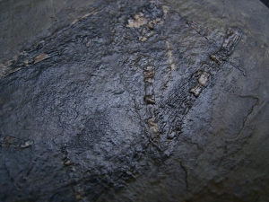 Fledermaus Grube Messel