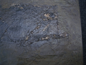 Fledermaus Grube Messel