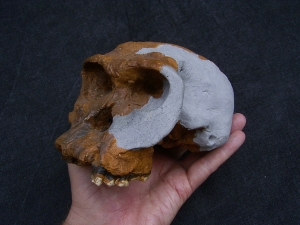 Homo Habilis OH 24 Twiggy