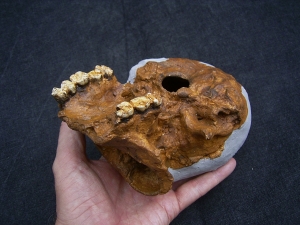 Homo Habilis OH 24 Twiggy
